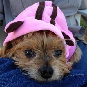 Meet your Posher, Dawn